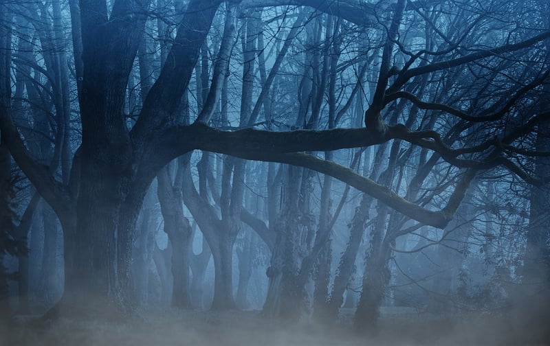 Enchanting Forest