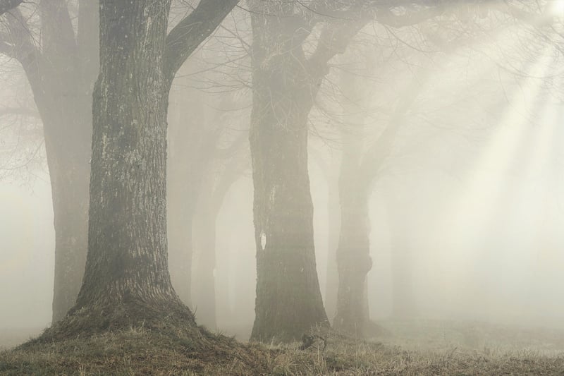 Magical Woods