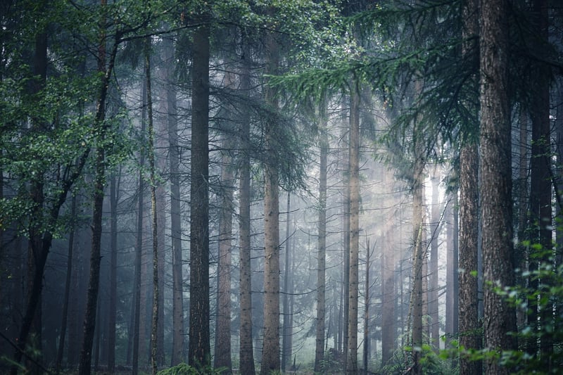Sunset in the Forest